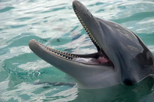 Dolphin encounter 