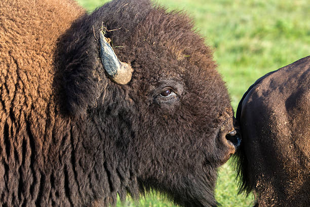 istock American bison bull sniffing cow 482591358
