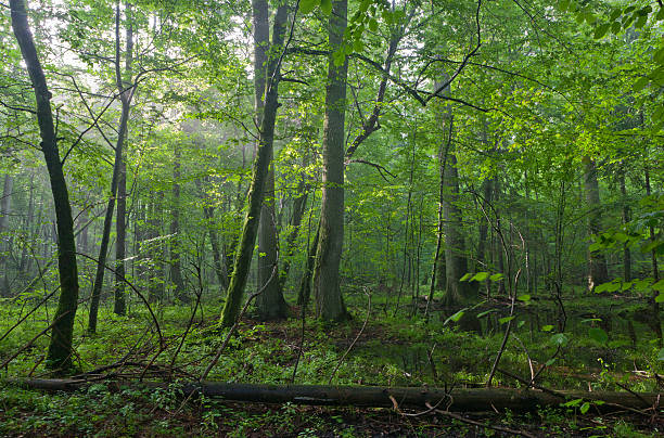 istock Old deciduous trees in natural late summer deciduous stand 482594492