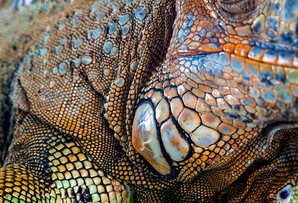 Green Iguana close-up portrait. Costa Rica