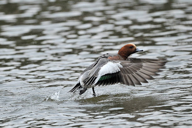 istock Water separation of wigeon 482594962