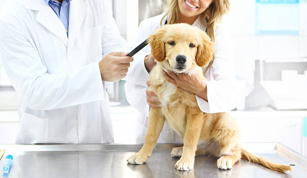 istock Vets examining Golden retriever puppy. 482596856