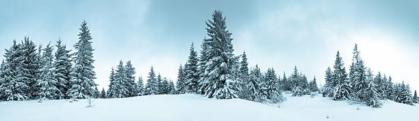 Spruce Tree Forest Covered by Snow in Winter Landscape