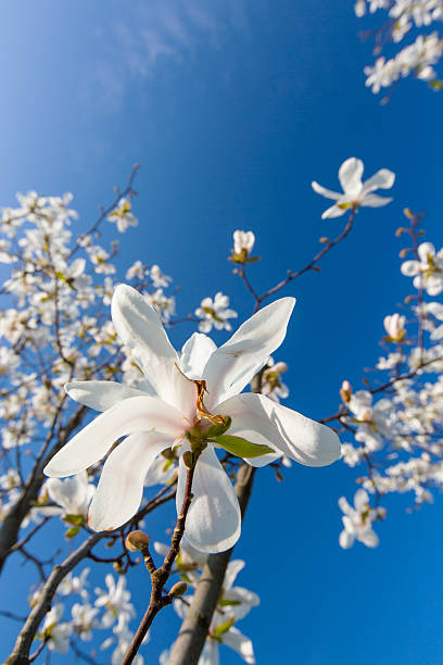 istock Beautiful magnolia blossoms in spring 482596873
