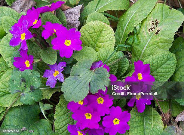 Primula Stock Photo - Download Image Now - Flower, Green Color, Horizontal