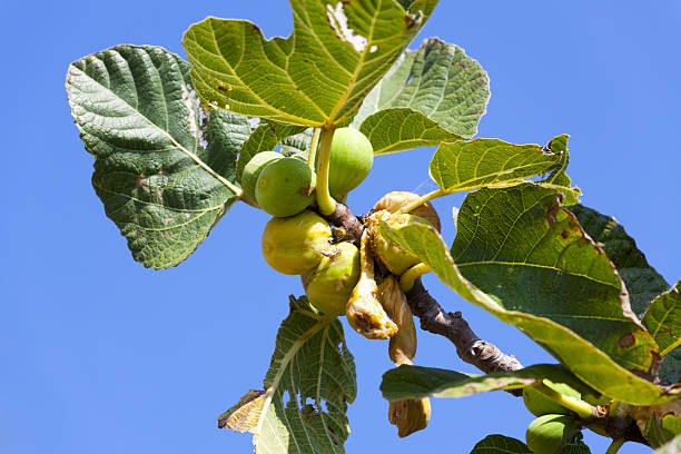 istock Wild grow Fig Tree in South France 482597599