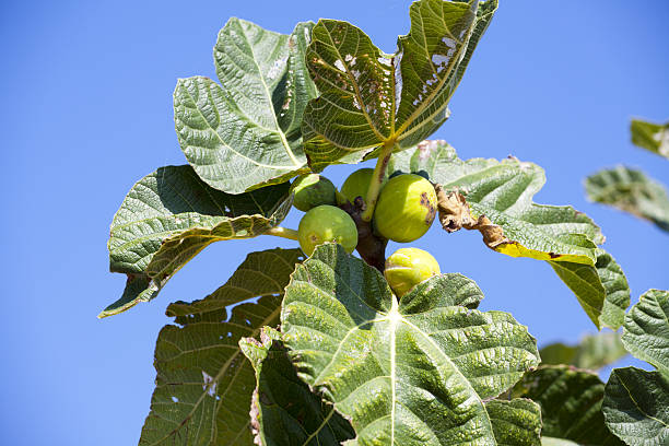 istock Wild grow Fig Tree in South France 482597609