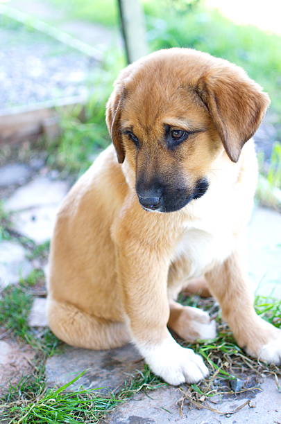 istock Cute Dog Puppy sitting 482597695