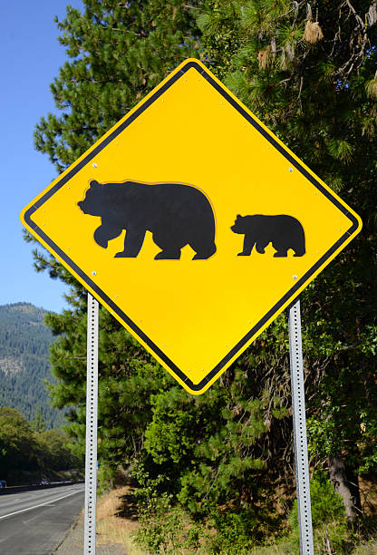 panneau de traversée d'ours sur la route - alaska denali national park motor home mt mckinley photos et images de collection