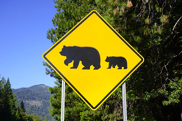 panneau de traversée d'ours sur la route - alaska denali national park motor home mt mckinley photos et images de collection