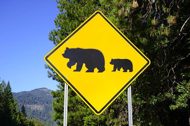 istock Bear crossing sign on the road 482598160