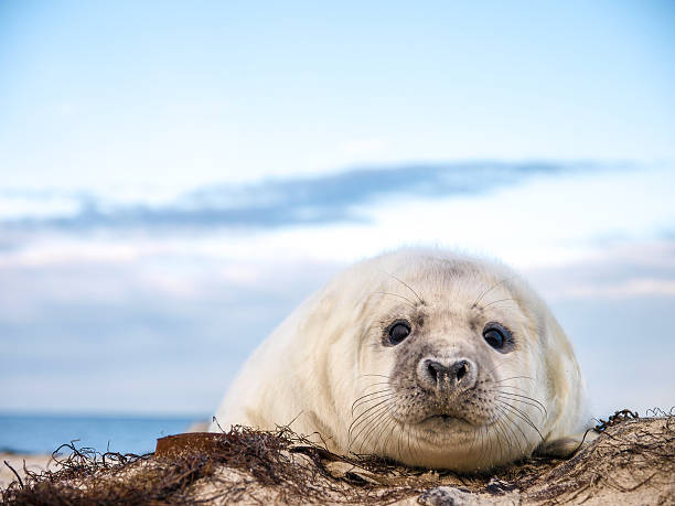 Grey Seal (Halichoerus grypus) A young Grey Seal (Halichoerus grypus) pup waiting for its' mother to return from sea helgoland stock pictures, royalty-free photos & images