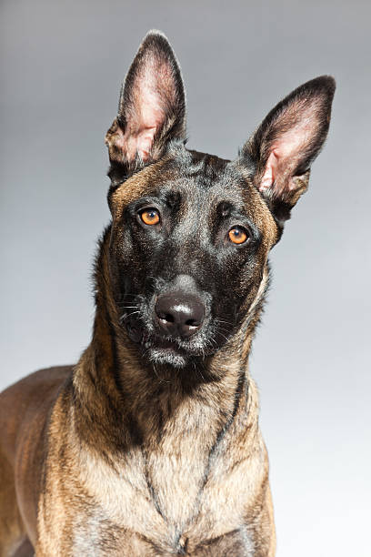 istock Belgian Malinois. Belgian Shepherd Dog. Studio against grey. 482598397