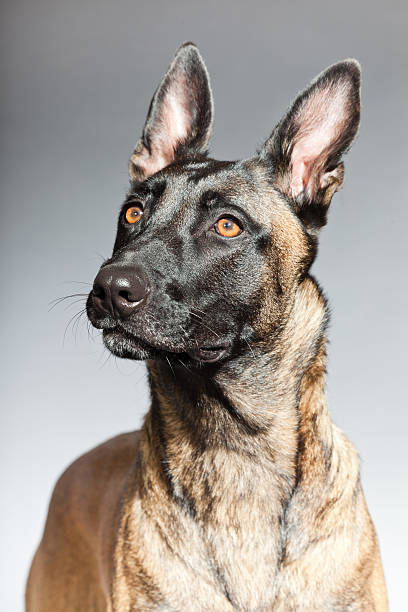 istock Belgian Malinois. Belgian Shepherd Dog. Studio against grey. 482598411