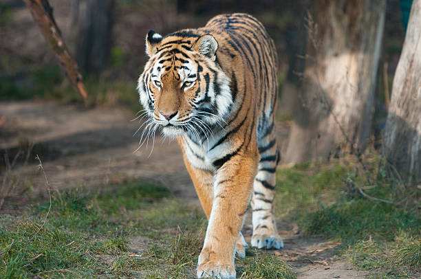 istock Bengal tiger prowling around in the forest 482598721