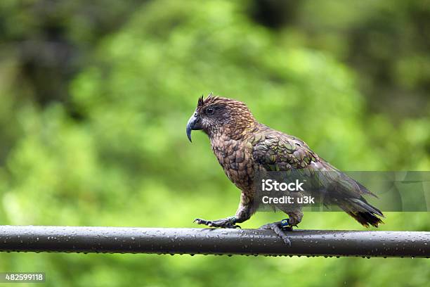 Kea Parrot Can Be Found In New Zealand Stock Photo - Download Image Now - 2015, Animal, Animal Wildlife