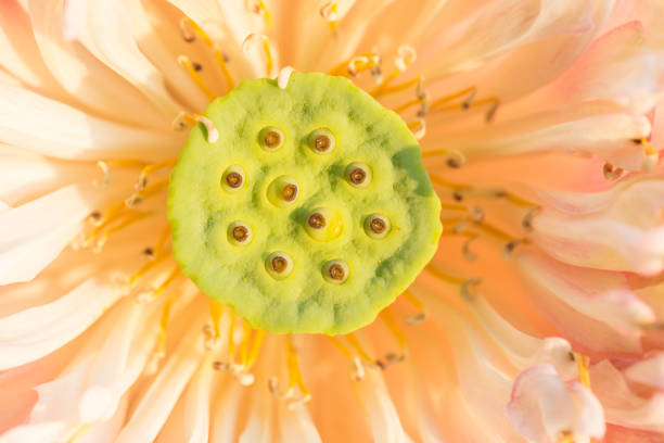 istock Thailand pink lotus style 482599442