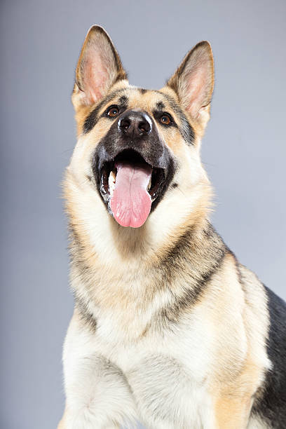 istock Beautiful german shepherd dog against grey background. Studio shot. 482599479