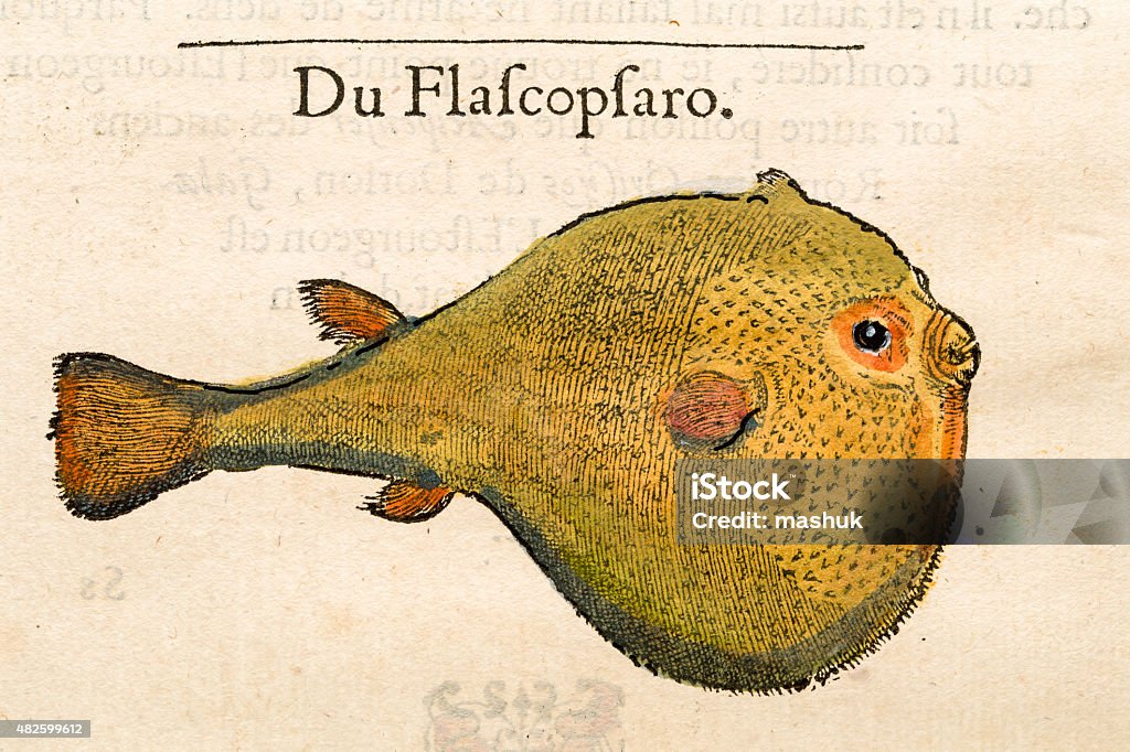 Puffy fish Antique 16th Century illustration puffy fish A photograph of an original 16th century page from the History of marine fishes book by Gvlielmi Rondelet published in 1558. 2015 stock illustration