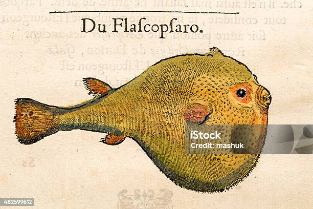 Puffy Fish Antique 16th Century Illustration Stock Illustration - Download Image Now - 2015, Balloonfish, Book