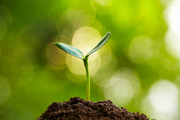 istock close up of one small bud growing in spring 482599865