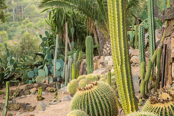 istock Dry and green cactus garden landscape 482599900