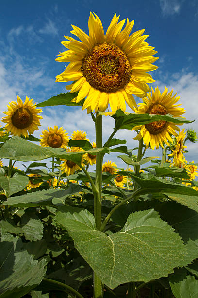 istock Sunflower in the blue sky 482599938