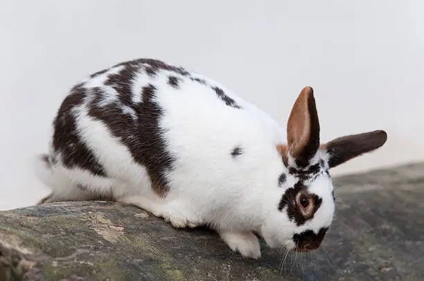 Photo of rabbit climbing down a trunk