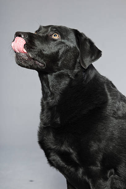 istock Black labrador retriever dog against grey background. 482599955