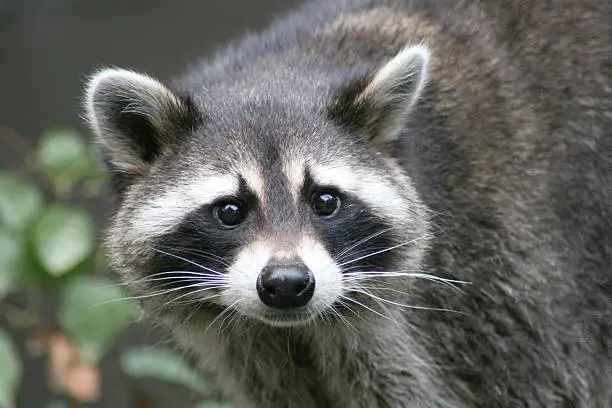 Close-up of a raccoon from the front