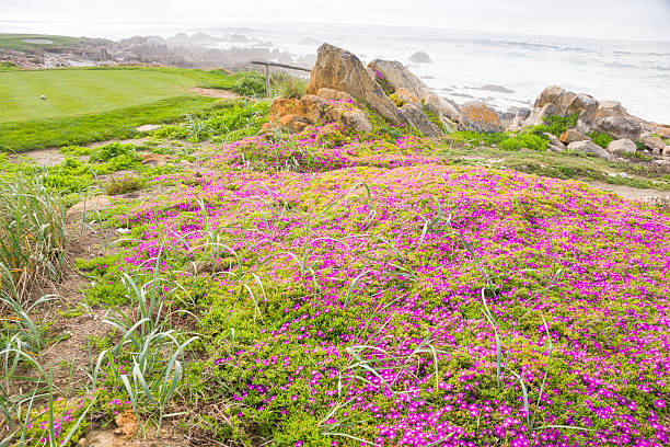 istock Flowers and sea 482601481