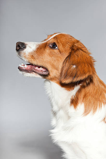 istock Cute puppy Kooiker hound. Studio shot against grey. Closeup shot. 482602529