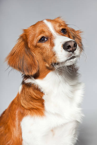 istock Cute puppy Kooiker hound. Studio shot against grey. Closeup shot. 482602561