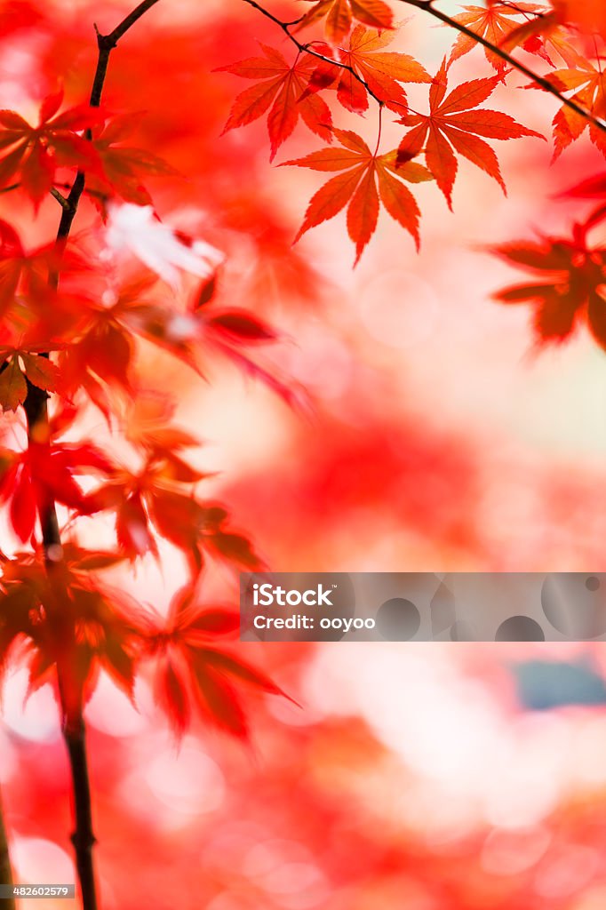 日本の秋の葉 - アウトフォーカスのロイヤリティフリーストックフォト