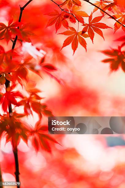 Japanese Jesień Liście - zdjęcia stockowe i więcej obrazów Bez ludzi - Bez ludzi, Czerwony, Drzewo