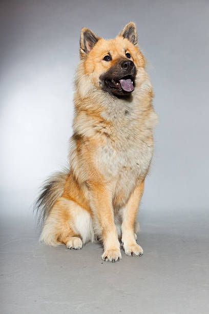 Young Eurasier dog. Sitting. Total shot. Studio shot against grey background.