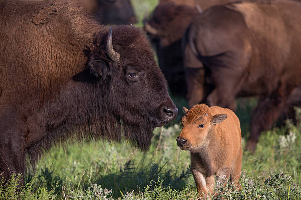istock American bison cow with calf 482602672
