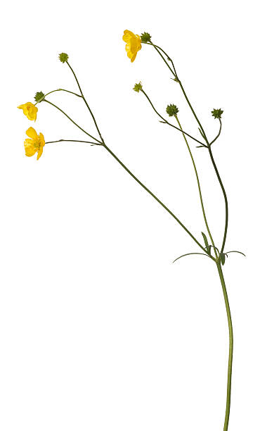 istock wild isolated yellow buttercup flower 482602902