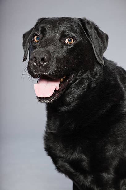 istock Black labrador retriever dog against grey background. 482602979