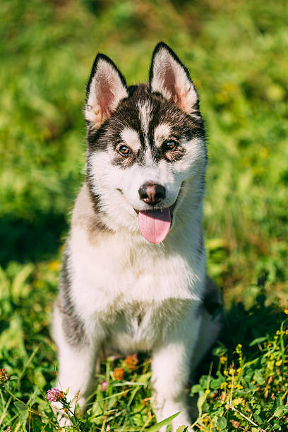 istock Young Happy Husky Puppy Eskimo Dog 482603050