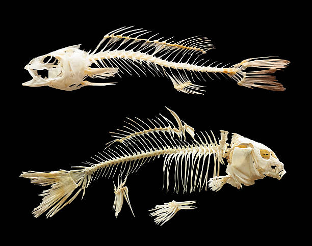 istock Two skeletones of fish. Isolated over black 482603127