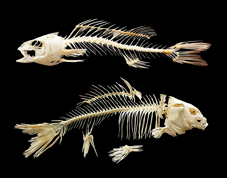 Two skeletones of fish. Isolated over black background