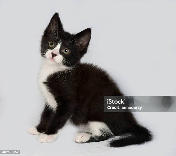 Black And White Kitten Sitting On Gray Stock Photo - Download Image Now - 2015, Animal, Animal Body Part