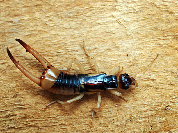 Adult male of Labidura riparia Adult male of Labidura riparia, a cosmopolitan species of earwig.  auriculariales photos stock pictures, royalty-free photos & images
