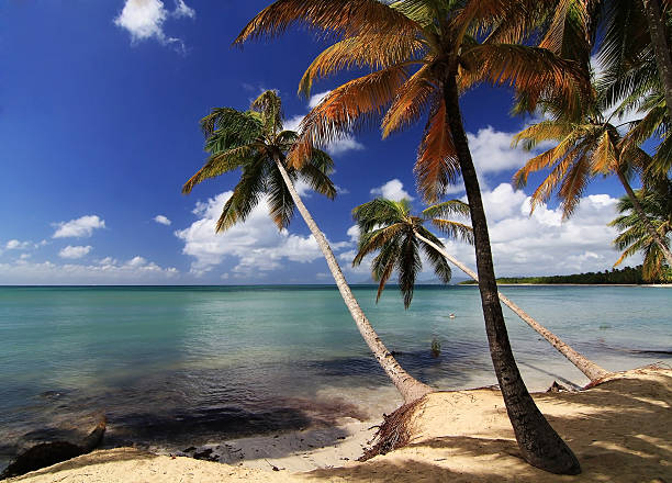 istock Caribbean beach with a lot of palms 482603800