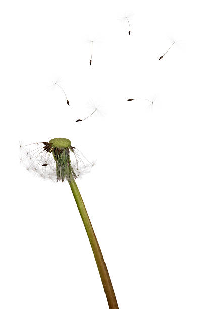 istock semi boken isolated dandelion and six flying seeds 482603826