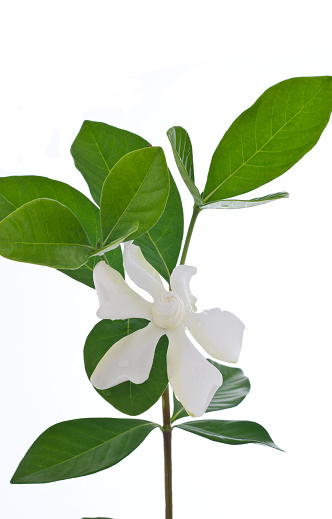 White Gardenia flower or Cape Jasmine (Gardenia jasminoides) on white background.