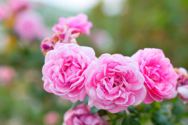 istock Rose flowers in the garden. 482604346