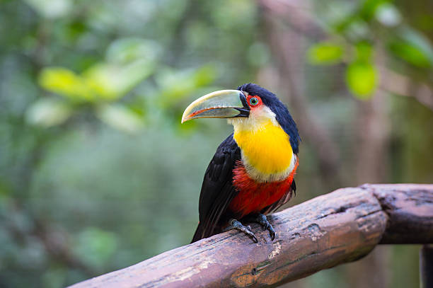 istock Toucan, National park Iguazu, Brazil 482604571