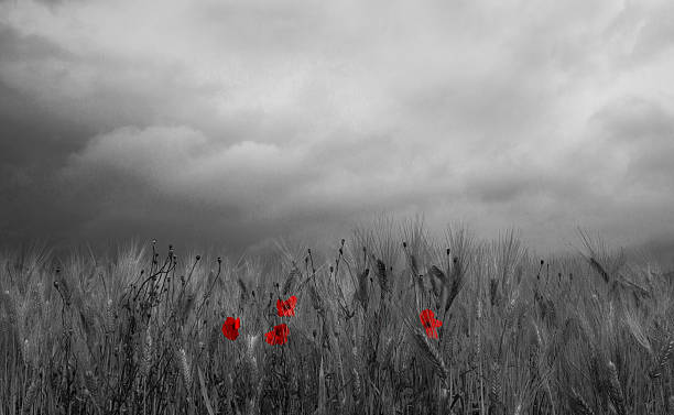istock Red Poppy and black&white 482604628